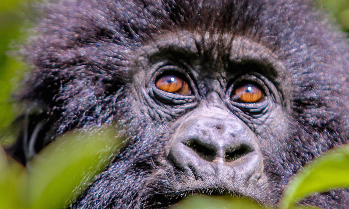 uganda_gorilla